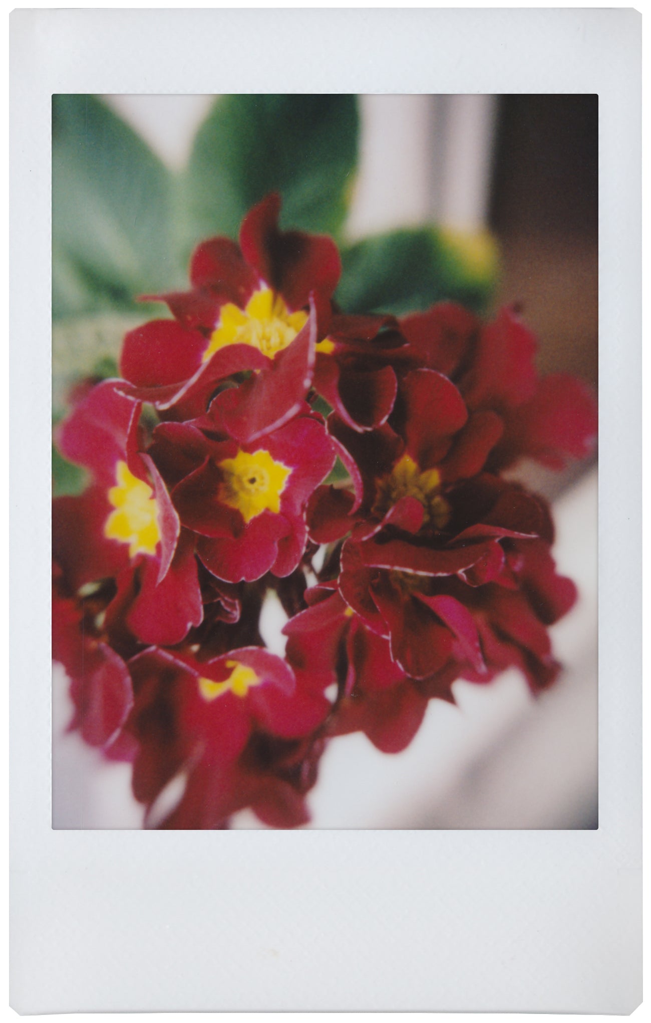 Lomo Instant Automat Glass, Magellan