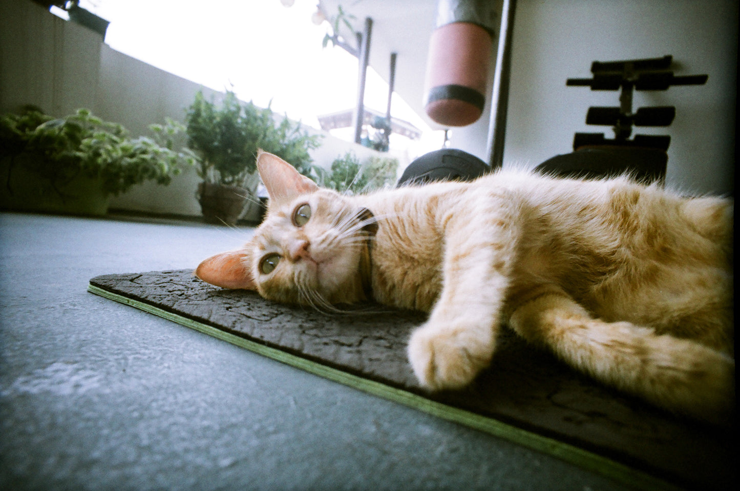 LomoChrome Color ’92 Sun-kissed 35mm ISO 400