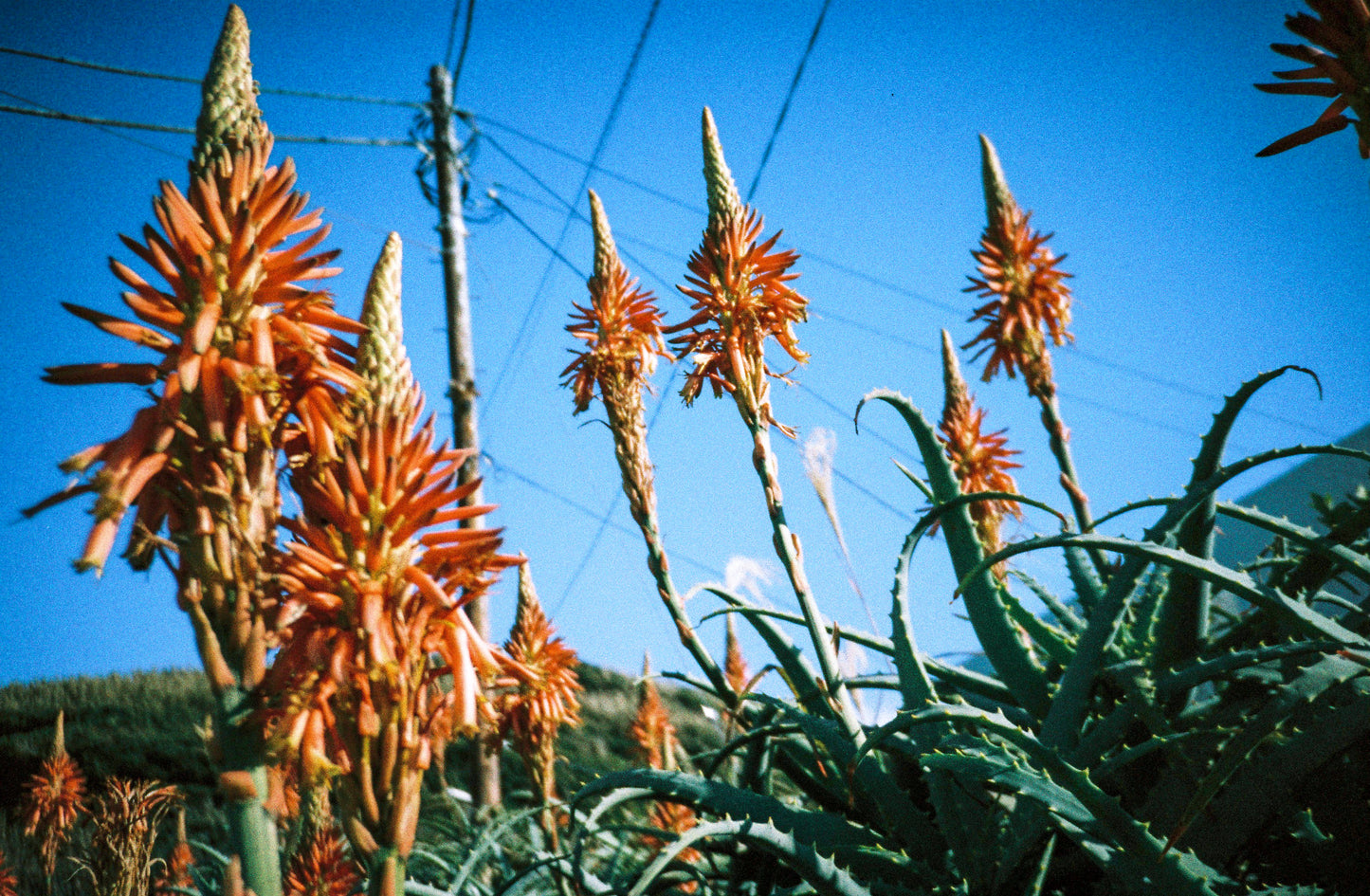 LomoChrome Color ’92 Sun-kissed 35mm ISO 400