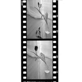 ADOX Scala 50 Black and White Reversal Film (35mm Roll Film, 36 Exposures)