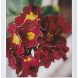 Lomo Instant Automat Glass, Magellan