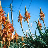 LomoChrome Color ’92 Sun-kissed 35mm ISO 400