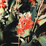 LomoChrome Classicolor 35mm ISO 200