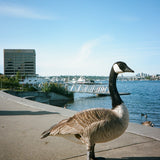 Kodak Snapic A1 35mm Film Camera